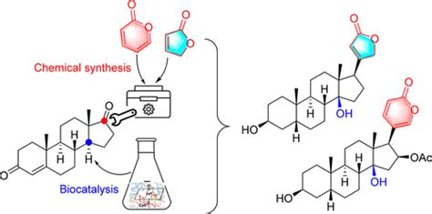 Biocatalytic C Hydroxylation On Androstenedione Enabled Modular