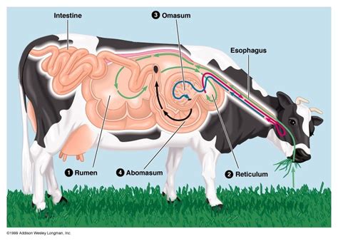 All About Rumen Microbiology - Vet Extension