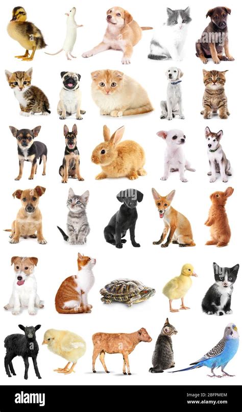 Collage of cute baby animals on white background Stock Photo - Alamy