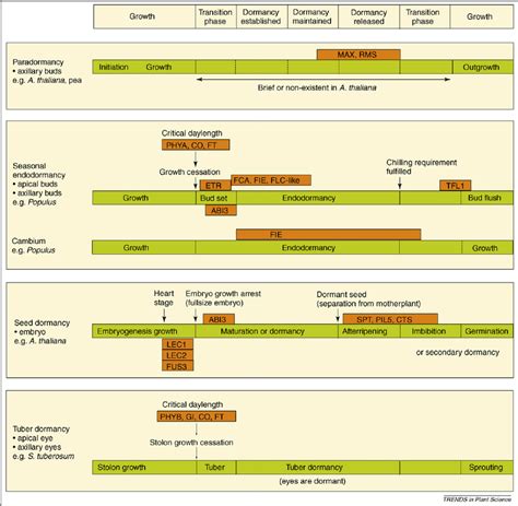 Seasonal dormancy compared with paradormancy, seed dormancy and tuber... | Download Scientific ...