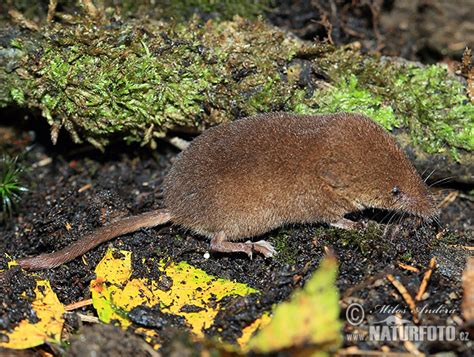 Common Shrew Photos Common Shrew Images Nature Wildlife Pictures