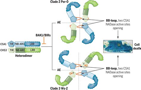 Paired Plant Immune Chs Csa Receptor Alleles Form Distinct Hetero