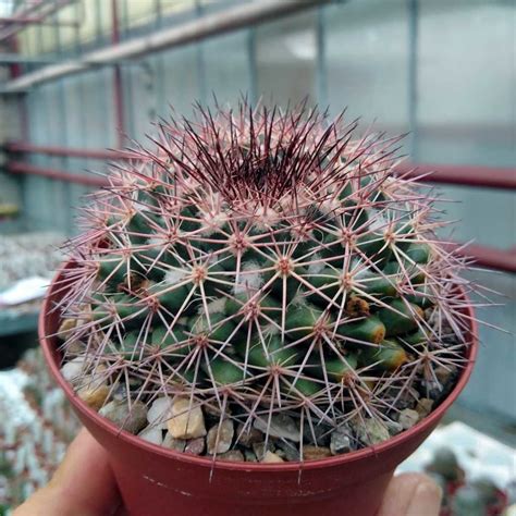 Mammillaria Miegeana Uhlig Kakteen More Than 5000 Different Species