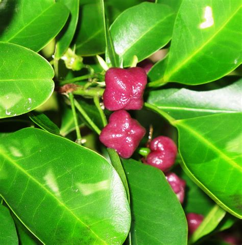 Hard aspen | Central QLD Coast Landcare Network