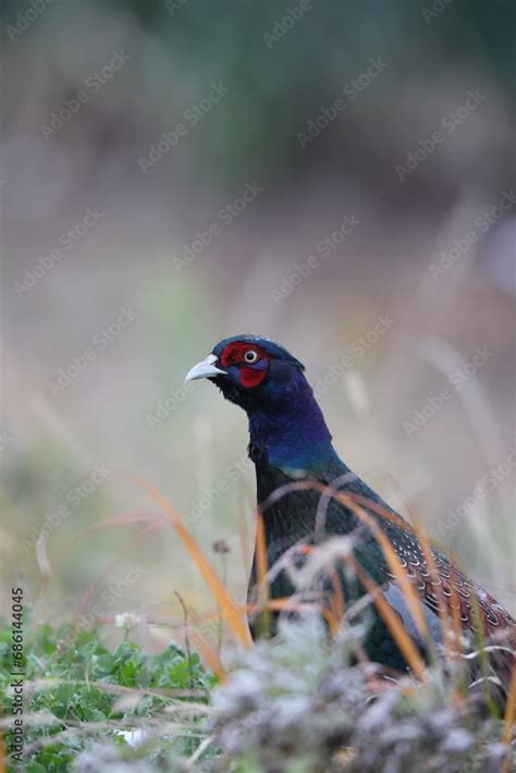 The green pheasant (Phasianus versicolor), also known as the Japanese ...