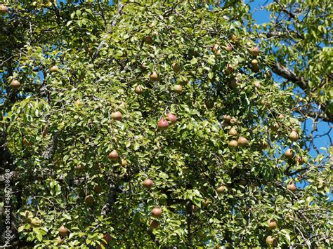 Pyrus Communis Pyraster Poirier Sauvage Europ En Aux Petites Feuilles