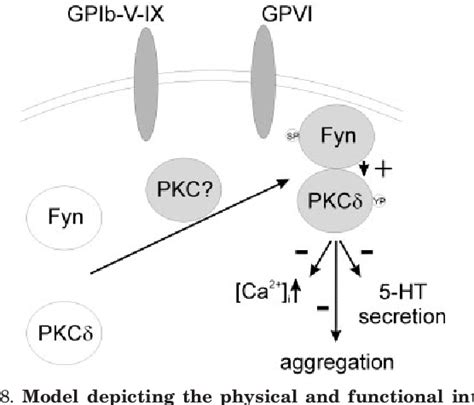 Figure 1 From Physical And Functional Interaction Between Protein Kinase C Delta And Fyn