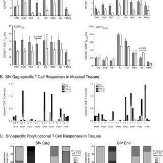 Siv Specific Peripheral Blood T Cell Responses Panel A Cytokine