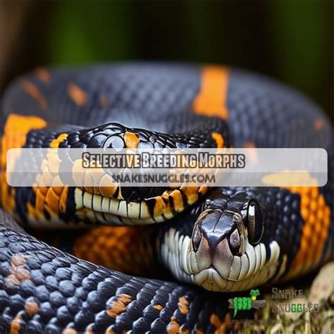 Full List of California King Snake Morphs: 50+ Stunning Variations