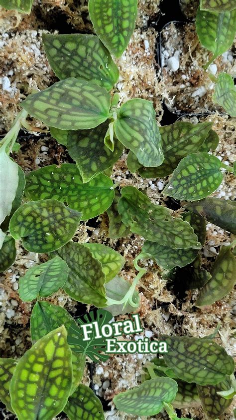 Cystorchis Variegata World Of Jewel Orchid Special Etsy