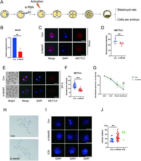 Mettl Knockdown Improved The Development Rate Of Scnt Embryos A