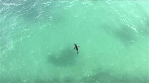 Scientists researching great white shark sightings in Southern ...