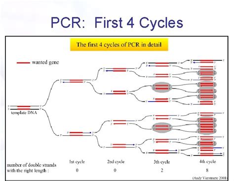 The Polymerase Chain Reaction Pcr Experiment Goals Understand