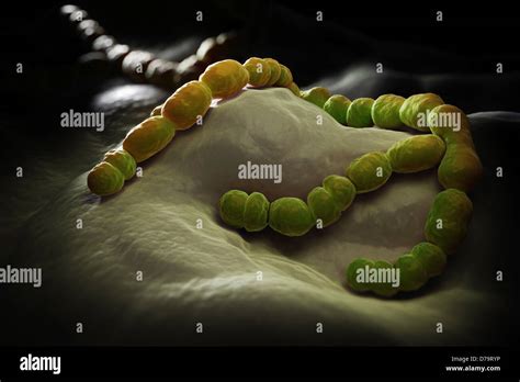 Streptococcus Pneumoniae Gram Fotograf As E Im Genes De Alta Resoluci N