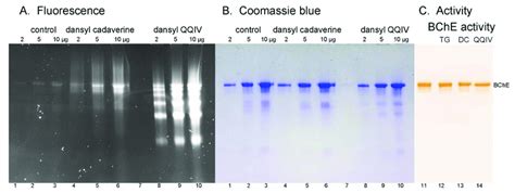 Nondenaturing Gel Electrophoresis Of Partially Purified Download Scientific Diagram