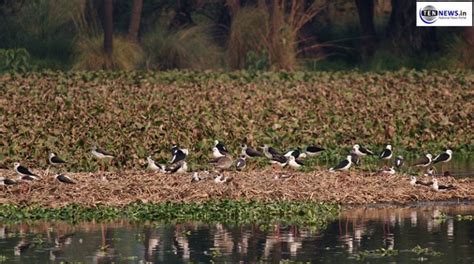 Photo Highlights of Surajpur Bird Sanctuary