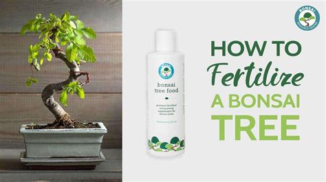 Bonsai Tree Fertilizer: The Ultimate Guide For Beginners