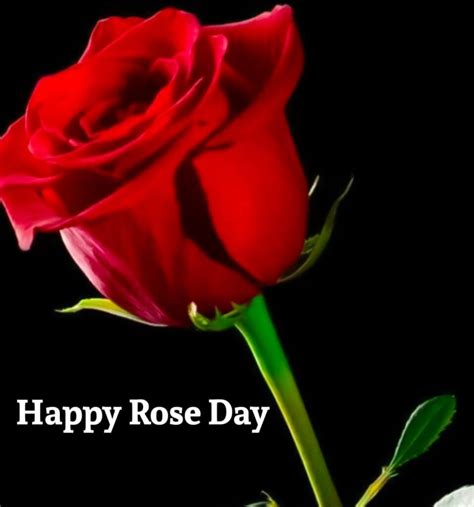 Happy Rose Day Photo Picture Wallpaper Download