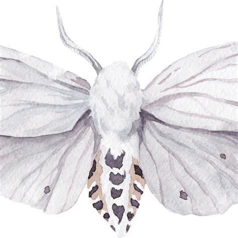 White Moth Spiritual Meaning And Symbolism Explained