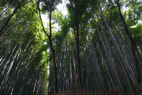 Japan - Sagano Bamboo Forest Kyoto 02