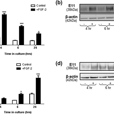 The Effect Of Fgf Ng Ml On A E Mrna Expression And B E