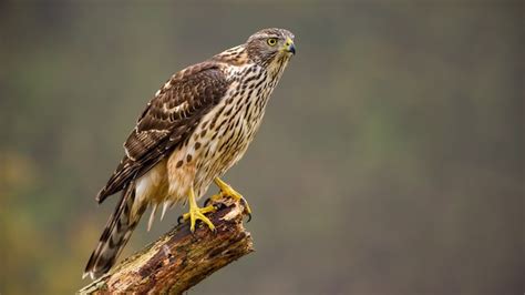 Premium Photo | Juvenile northern goshawk, accipiter gentilis perched ...