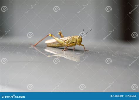 Grasshoppers are Herbivorous Insects that Have Antennas and are Generally Winged Stock Image ...