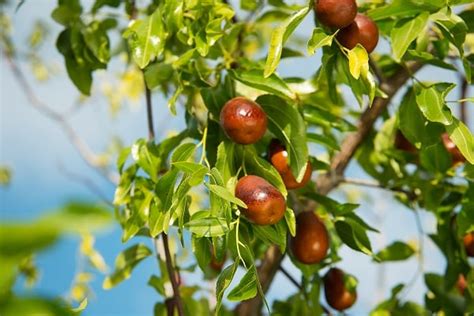 Manfaat Utama Buah Bidara Untuk Tubuh Hello Sehat