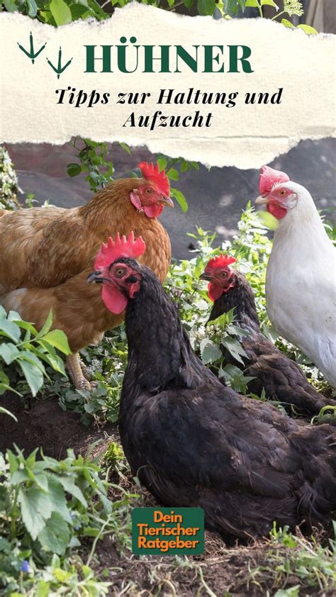 H Hner Im Garten F Nf Tipps Zu Haltung Und Aufzucht H Hner Im Garten