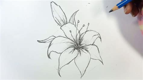 How To Draw A Lily Flower Step By Step Hihi Pencil Youtube