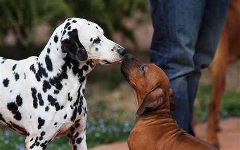 Collare O Pettorina Nel Rhodesian Ridgeback Rhodesian Italia