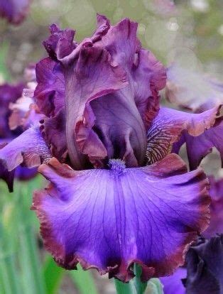 Iris Strut Your Stuff Iris Flowers Iris Garden Bearded Iris Iris