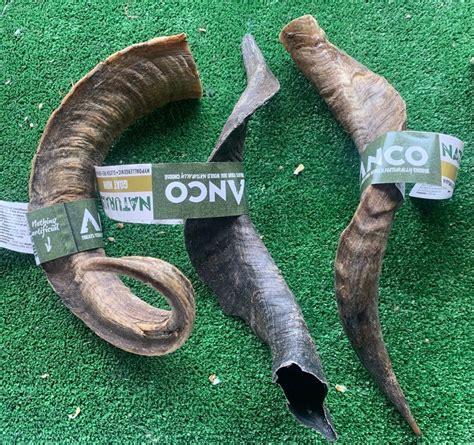 Anco 100 Goat Horn Natural Dog Treat Onyxs Pet Shop