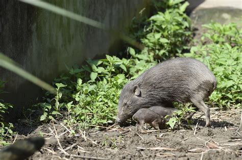 Pygmy hog conservation program – Fundacja Zoo Wrocław DODO