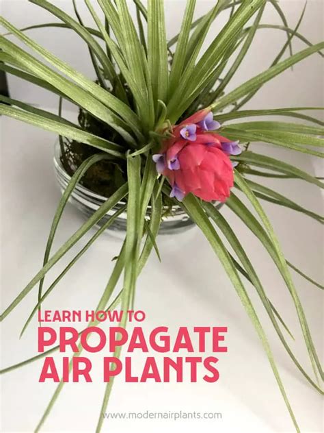 Air Plant Growth Cycle | Modern Air Plants