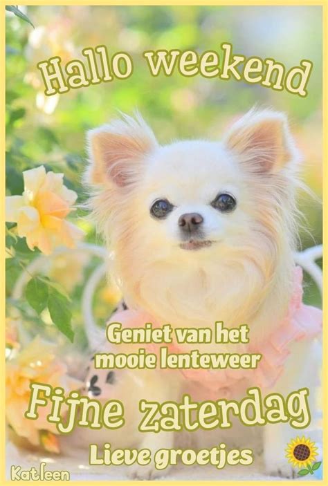 Pin Van Daems Rita Op Honden Hallo Weekend Zaterdag Zaterdag Citaten