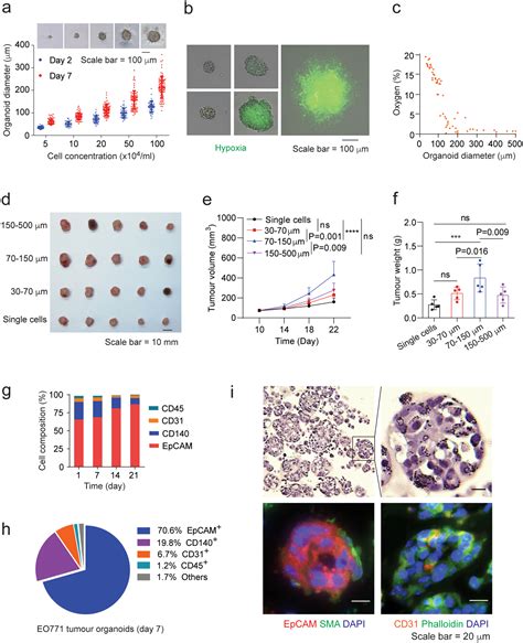 An Organoid Based Screen For Epigenetic Inhibitors That Stimulate