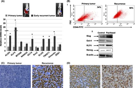 Differential Gene Expression Pattern In Paclitaxel Surviving Cells A