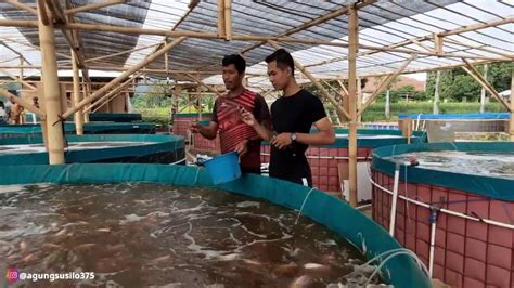 MENGENAL BUDIDAYA IKAN NILA SISTEM BIOFLOK D4 DENGAN HASIL MELIMPAH