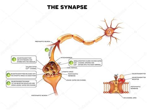 Synapse Detaillierte Anatomie Vektorgrafik Lizenzfreie Grafiken