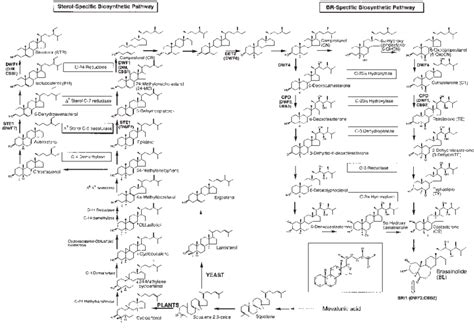 The Proposed Bl Biosynthetic Pathway From Squalene To Bl Download