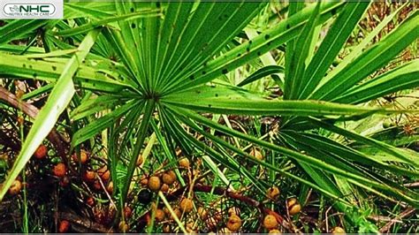 Uses Of Saw Palmetto Nutrix Health Care