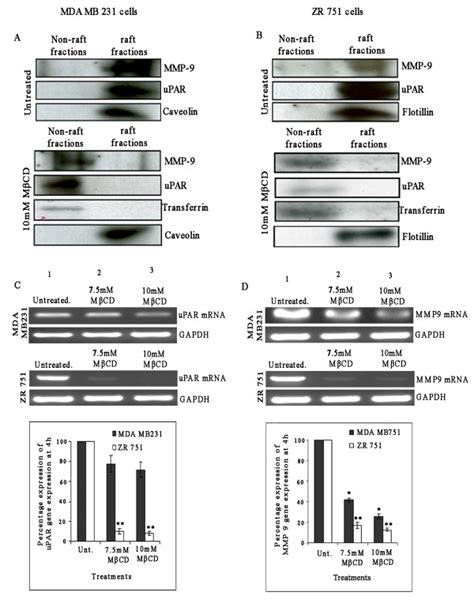 Lipid Raft Disruption Reduces Upar And Mmp Activity In Lipid Raft