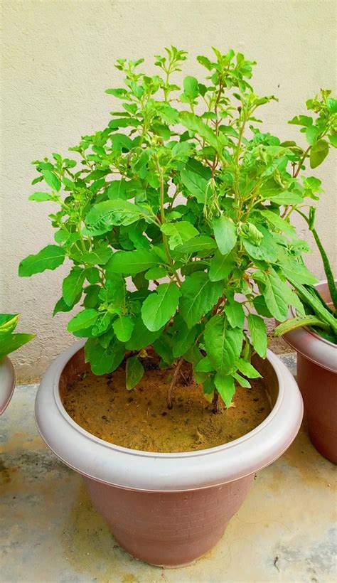 How To Save Tulsi Plant From Dying • India Gardening