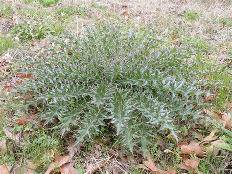 Texas & Southwestern Cattle Raisers | ForageFax Weed of the Week: Thistles