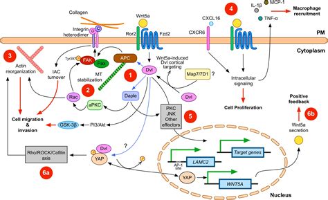 Cancer Signaling Pathways