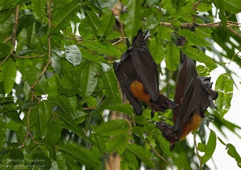 Acerodon Jubatus Giant Golden Crowned Flying Fox Bird Photography