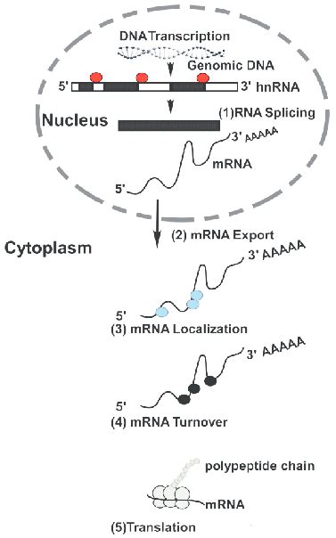 RNA-binding proteins and their role in RNA metabolism: Genomic DNA is ...