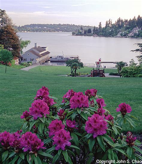 Clyde Beach Park In Spring With Flowering Rhododendrons Bellevue Wa