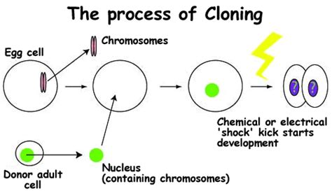 Human Cloning Part 2 The Process Of Animal Cloning Science